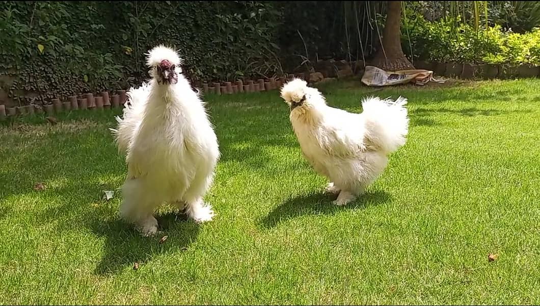 White silky pair 0