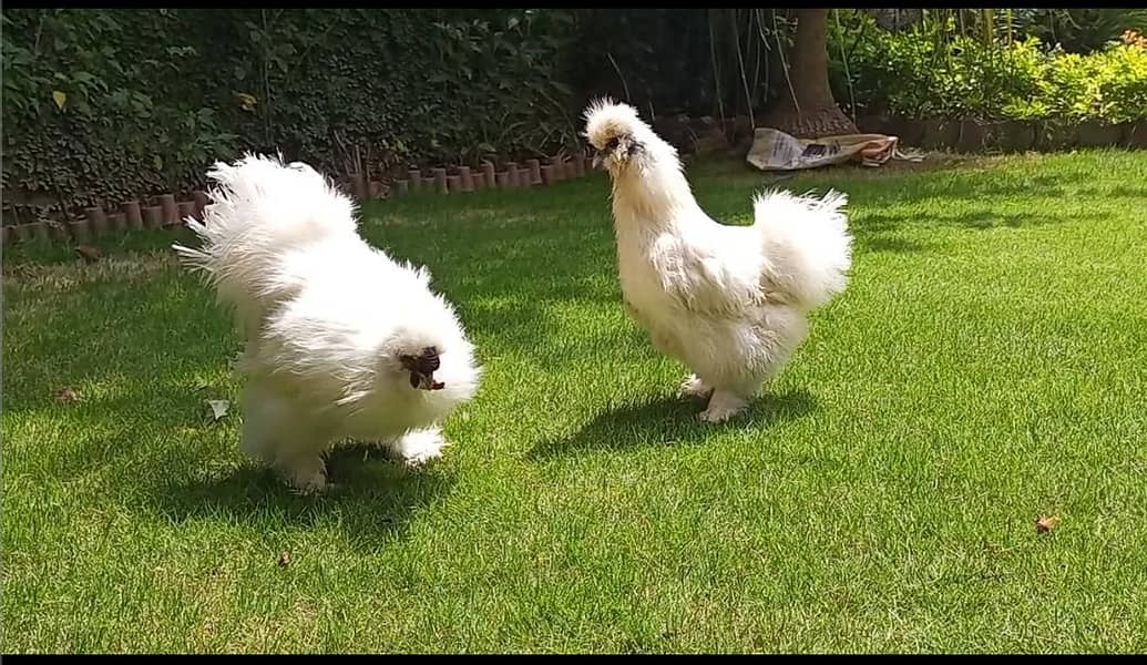 White silky pair 1