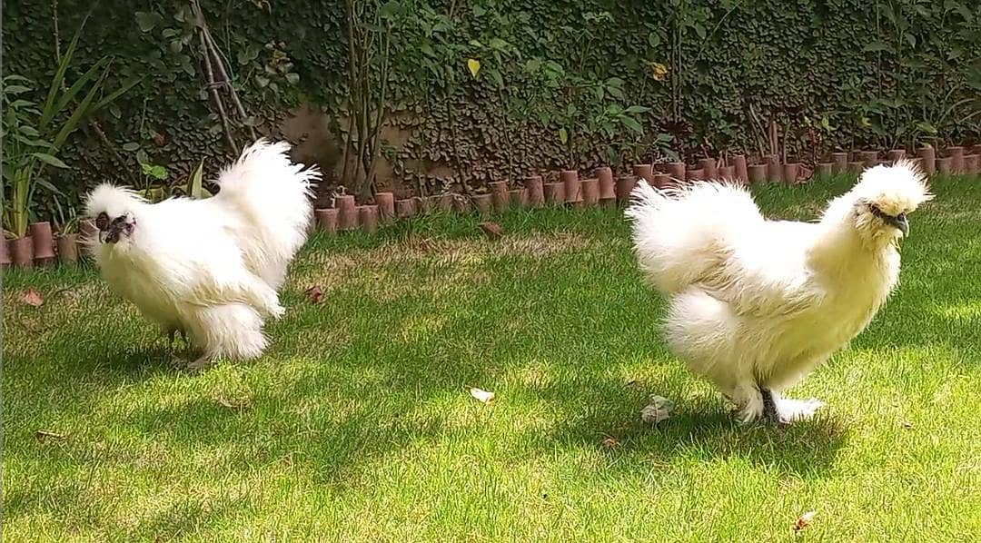 White silky pair 2