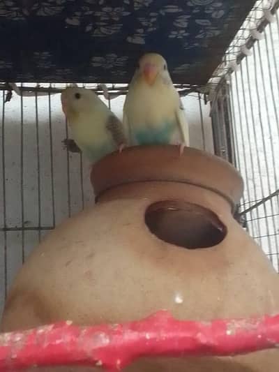 Australian parrot early breed
