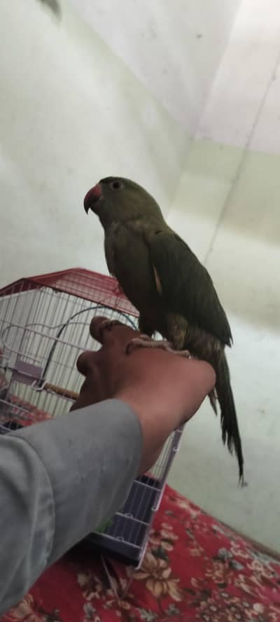 Beautiful Parrot for Sale