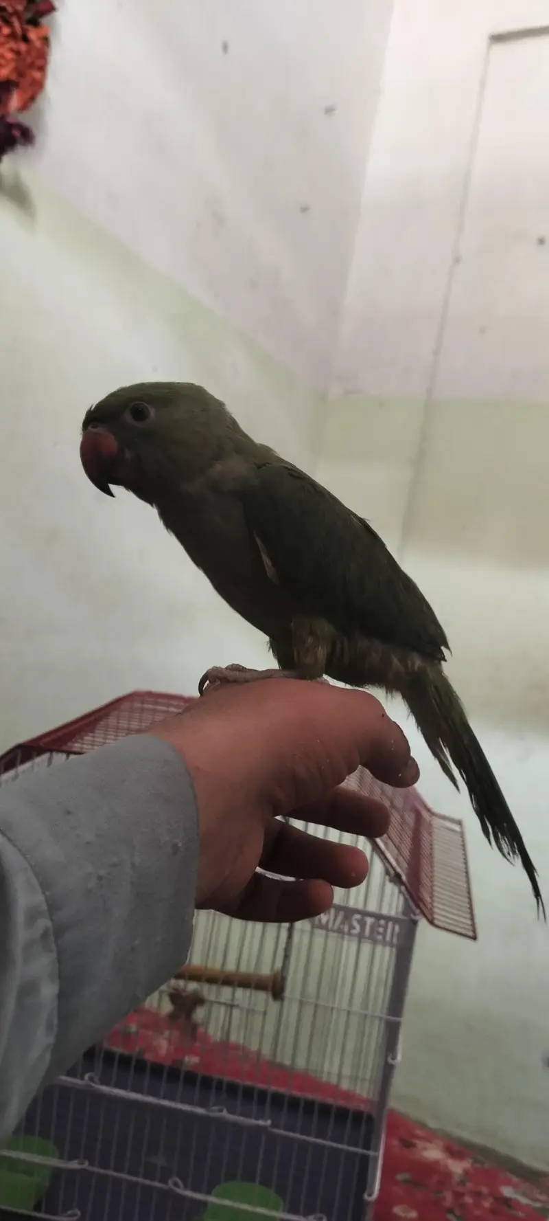 Beautiful Parrot for Sale — photo 2