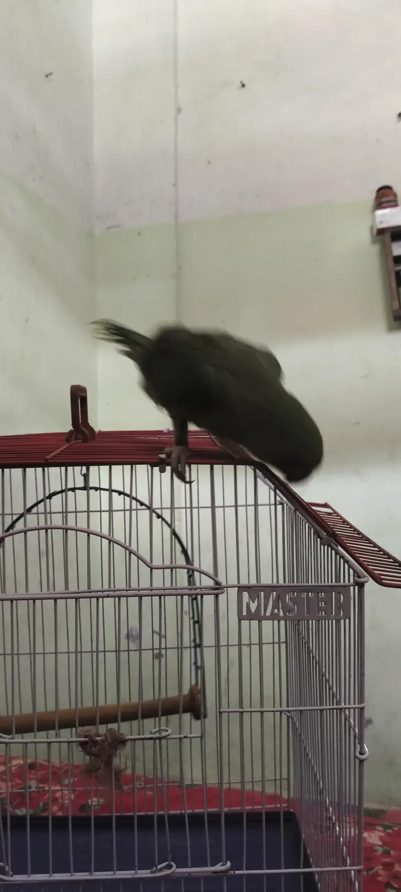 Beautiful Parrot for Sale — photo 3