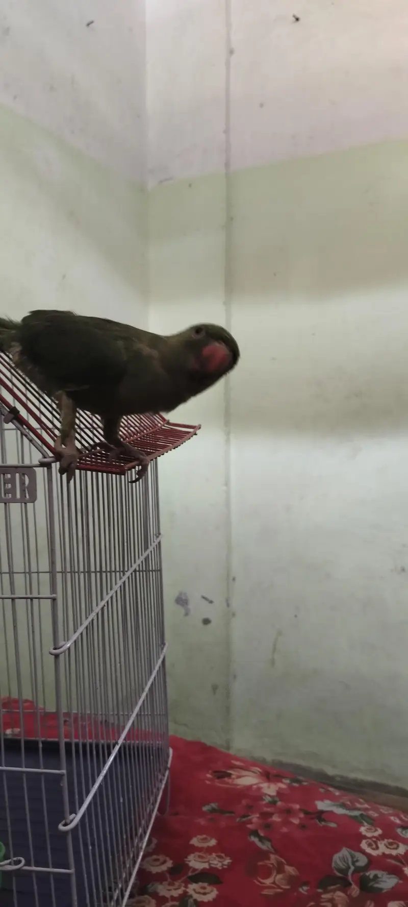 Beautiful Parrot for Sale — photo 4