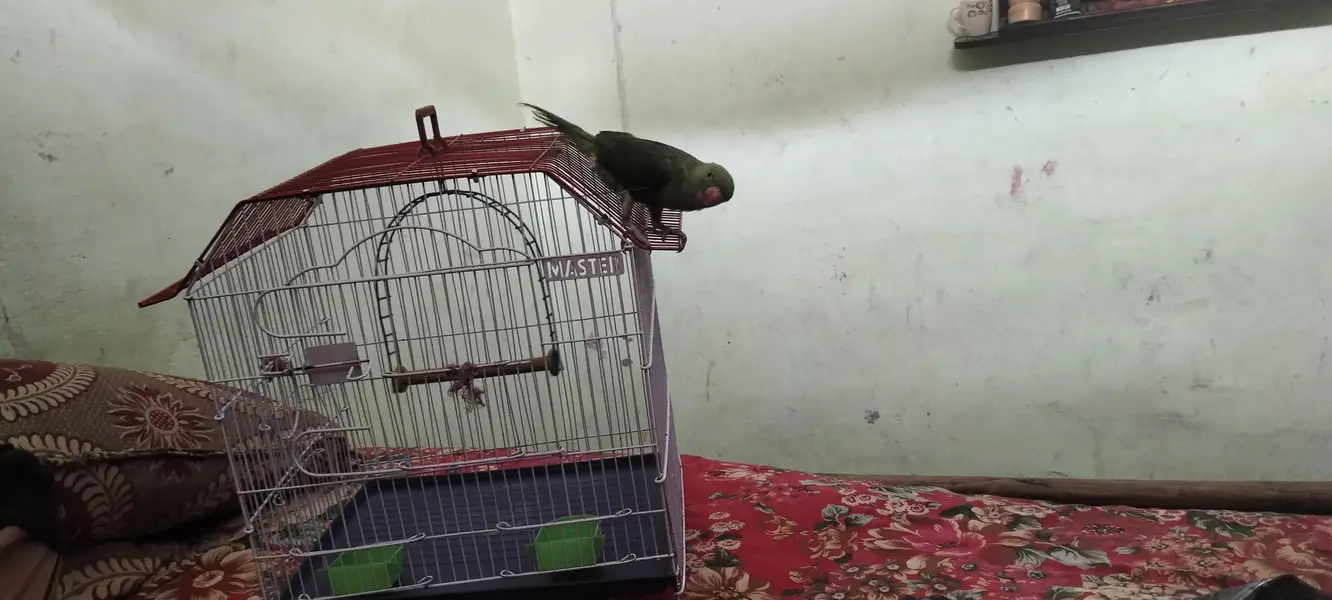 Beautiful Parrot for Sale — photo 5