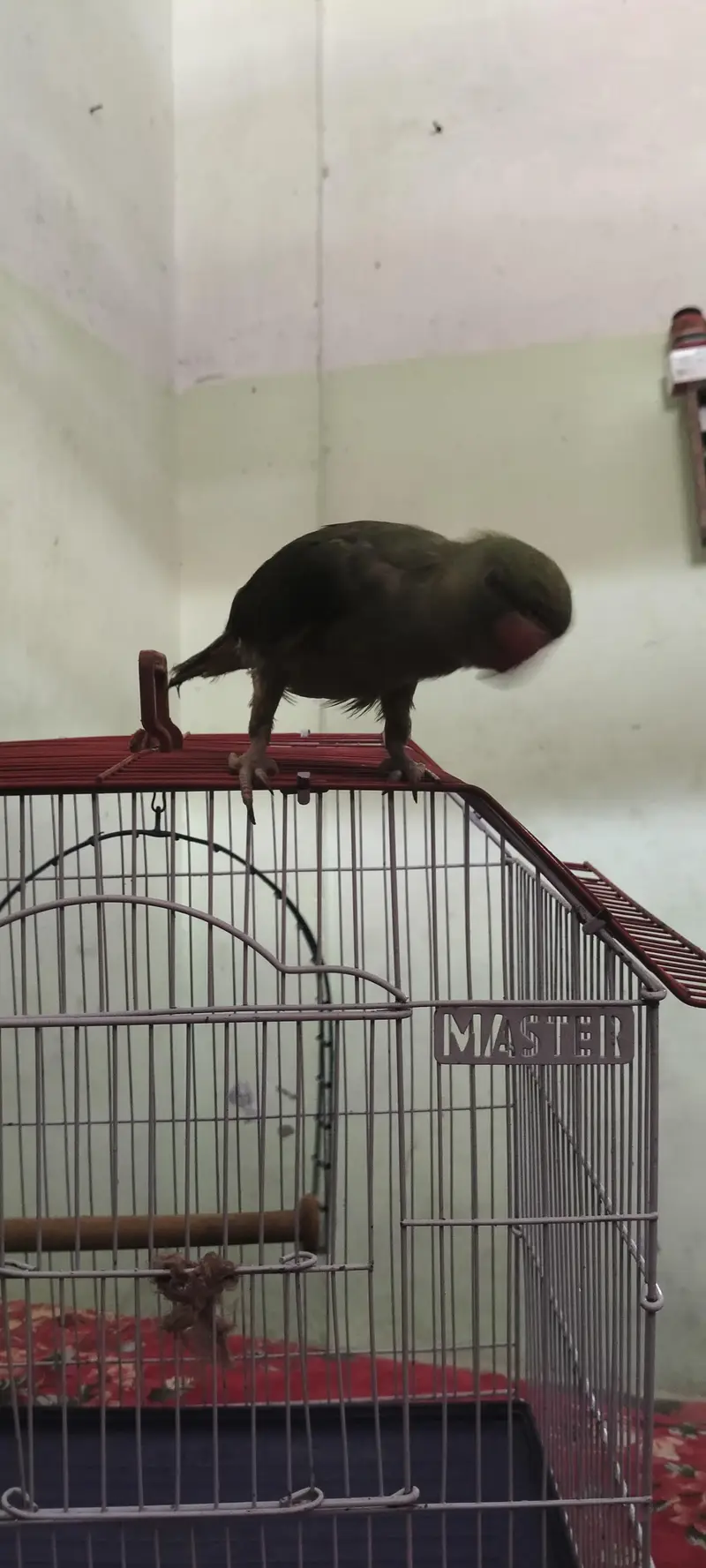 Beautiful Parrot for Sale — photo 6