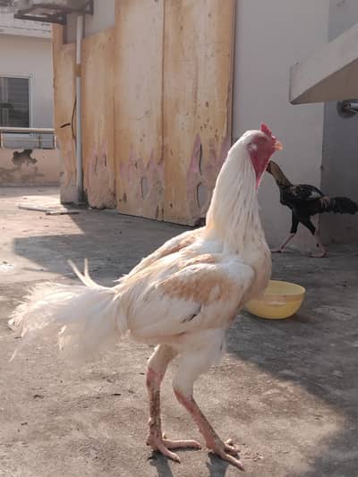heera aseel