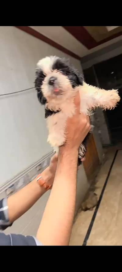 Shihtzu adult female