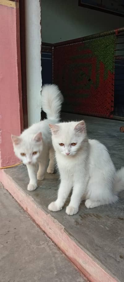 Persin cat for sale long coat
