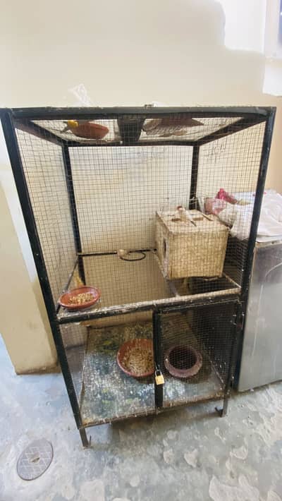 Birds cage