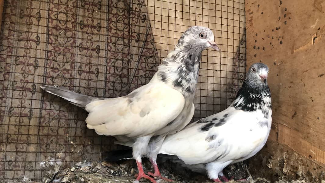 High flyer pigeon 1