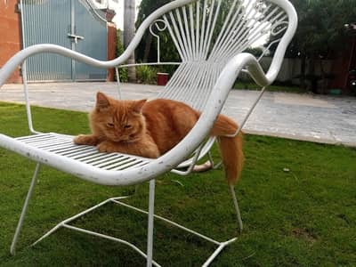 ginger cat
