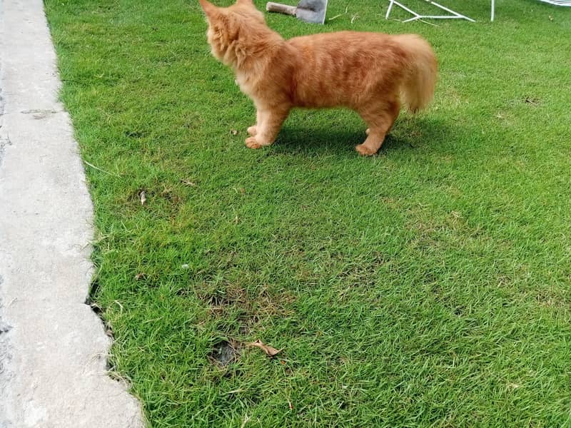 ginger cat 1