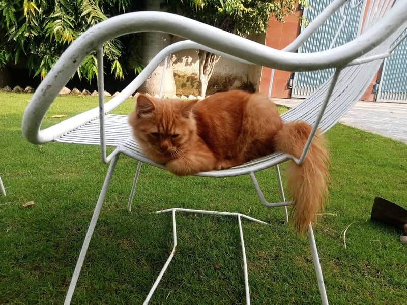 ginger cat 2
