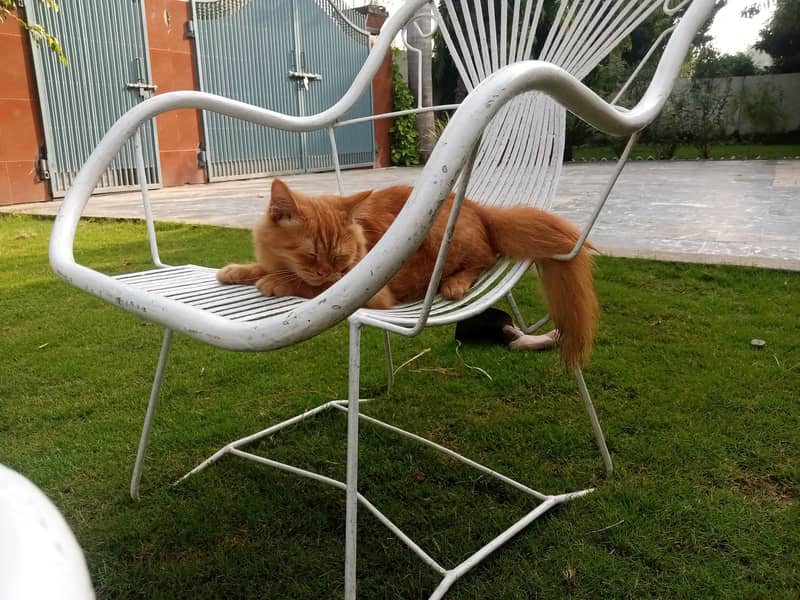 ginger cat 3