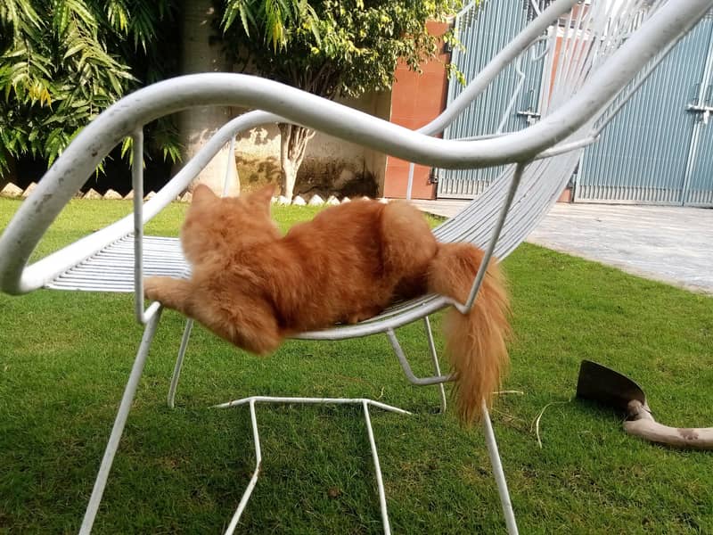 ginger cat 4