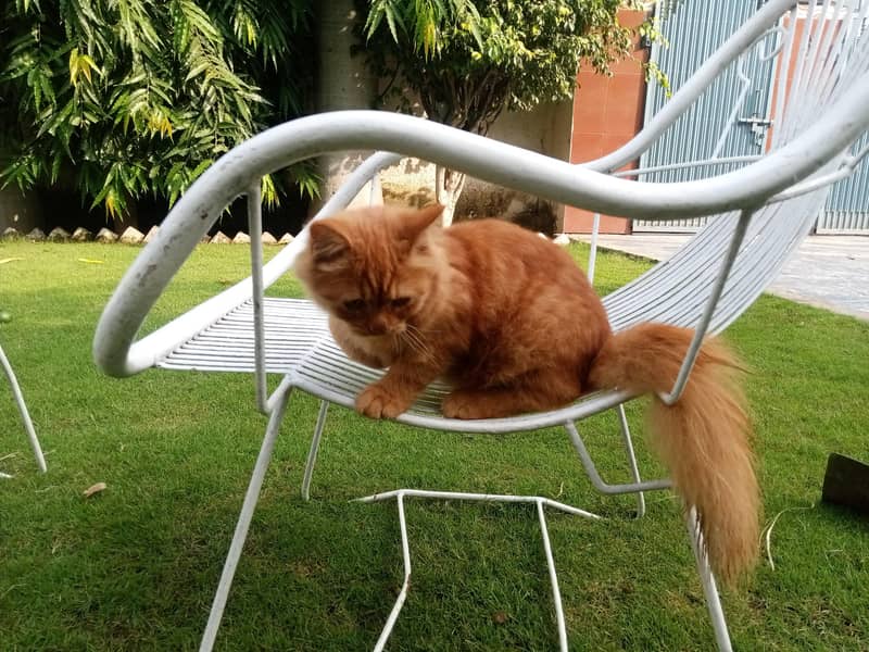 ginger cat 5
