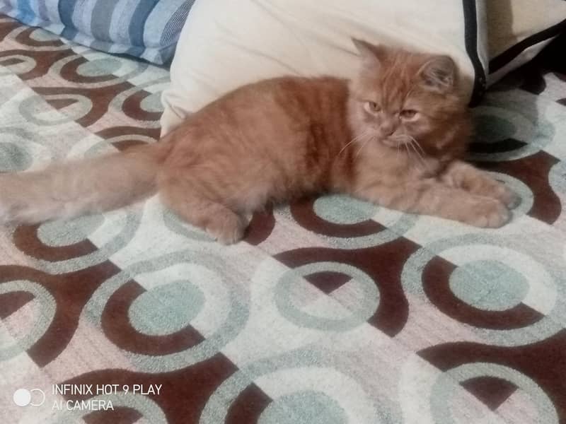 ginger cat 6