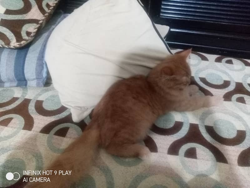 ginger cat 7