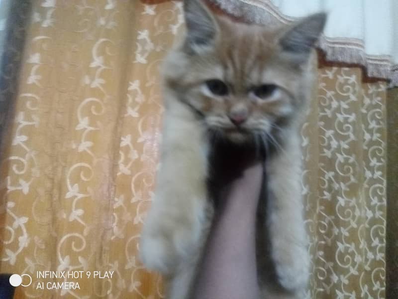 ginger cat 8