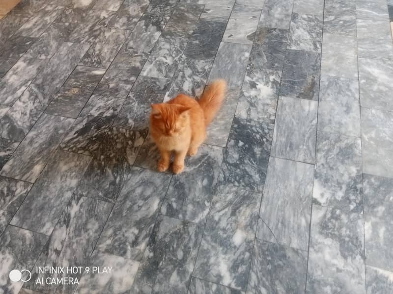 ginger cat 9
