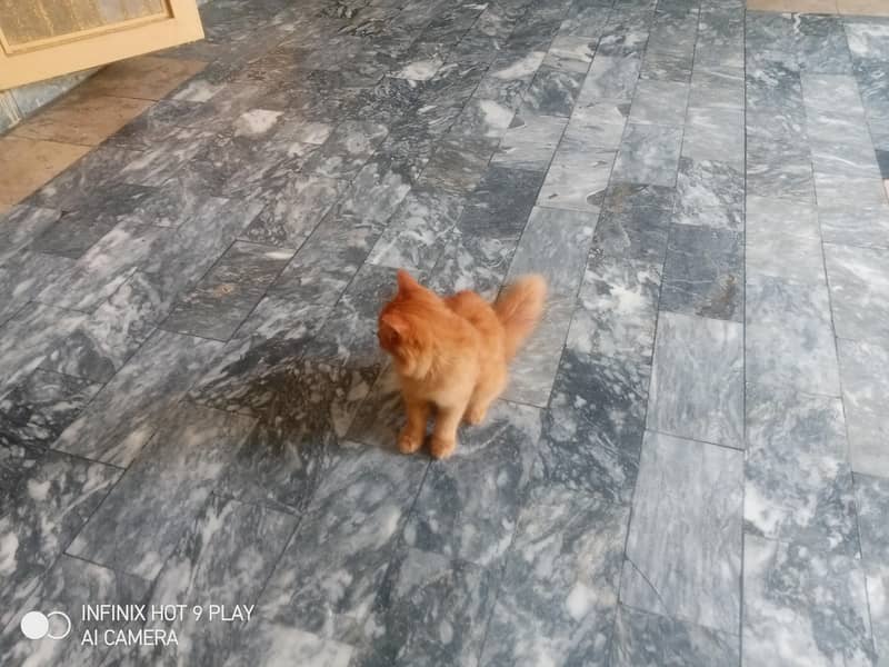 ginger cat 10