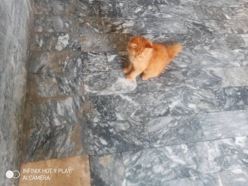 ginger cat 11