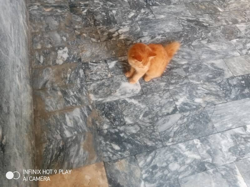ginger cat 12