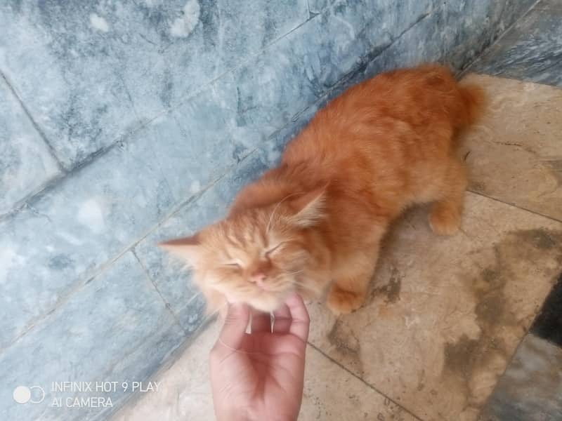 ginger cat 13