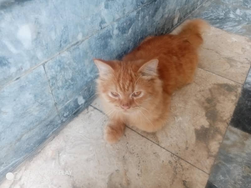 ginger cat 14