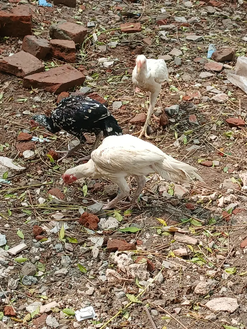 4 male 1 female top quality — photo 3