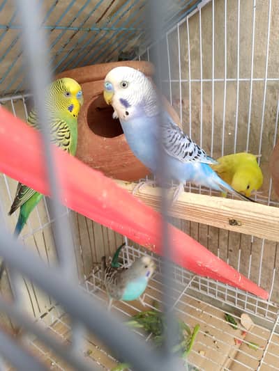 Budgie breeder pair ready to bread 03288721995