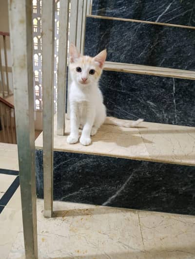 Semi Persian Kitten