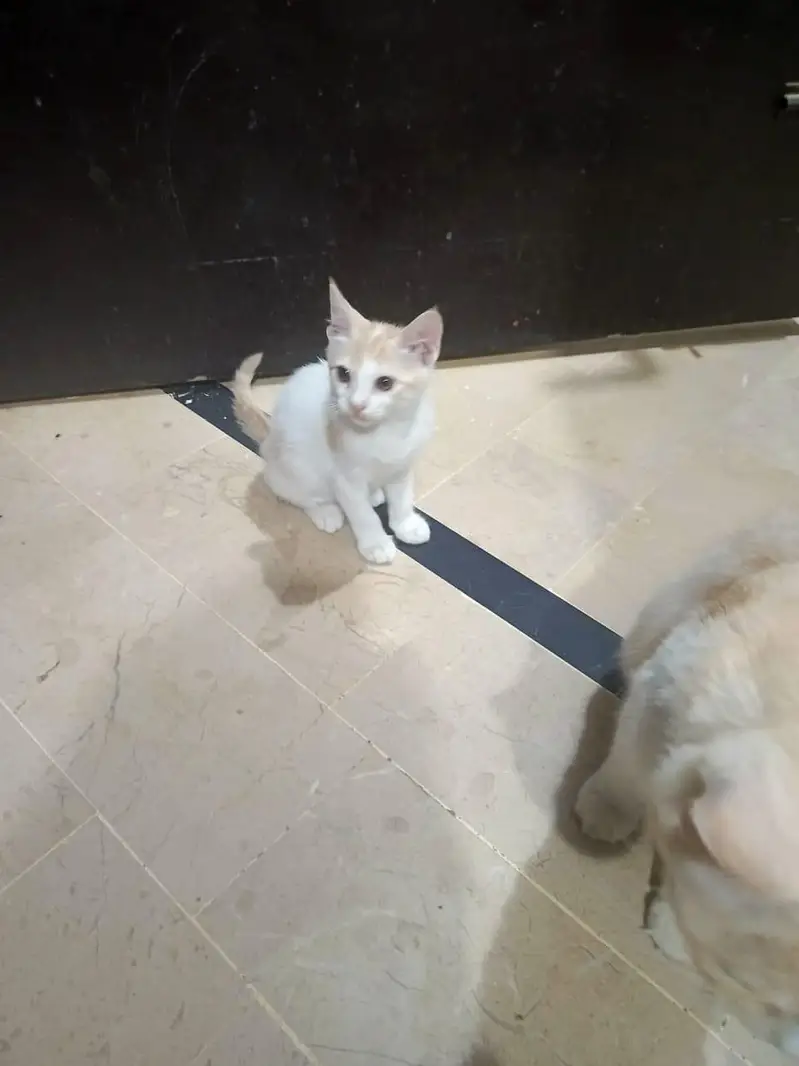 Semi Persian Kitten — photo 2
