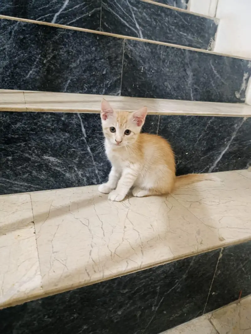 Semi Persian Kitten — photo 3