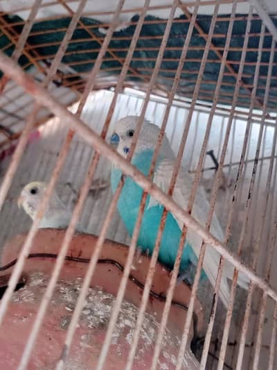 male fore sell