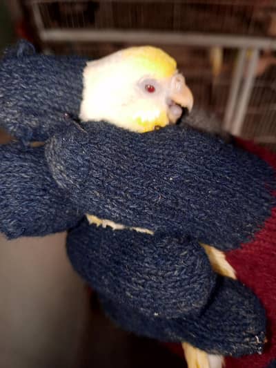 1 Budgie breeder pair for sale