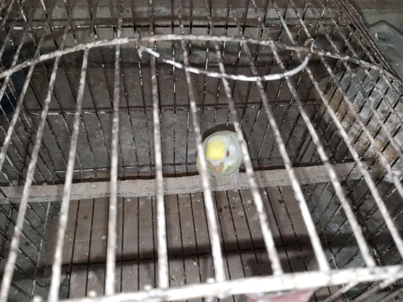 1 Budgie breeder pair for sale — photo 2