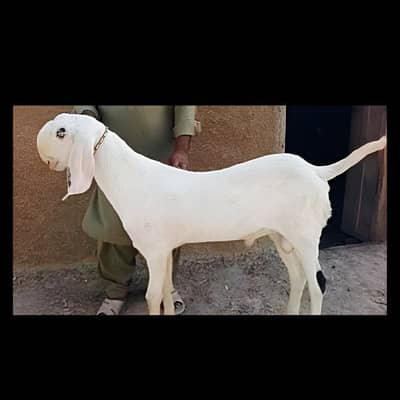 Gulabi Bakra For Sale Urgent