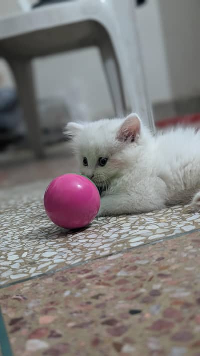 persion kitten long coat