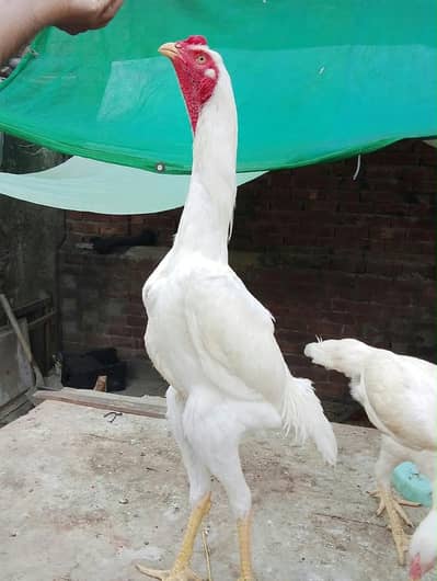 White shamo trio