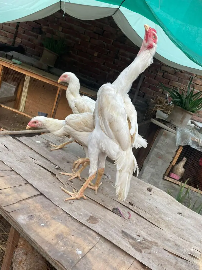 White shamo trio — photo 2