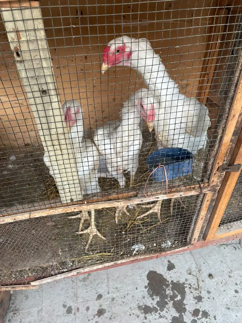 White shamo trio — photo 3