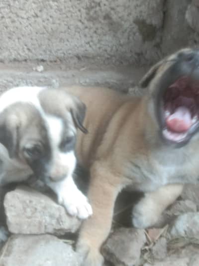 kuchi breed