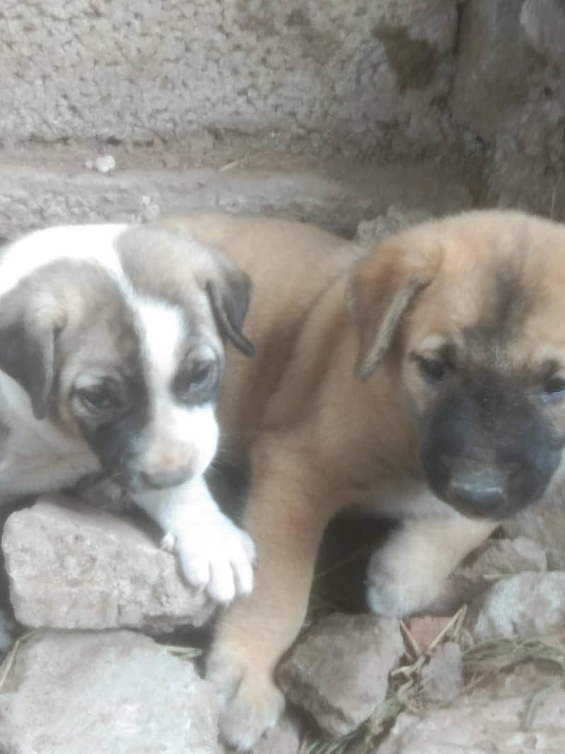 kuchi breed 1