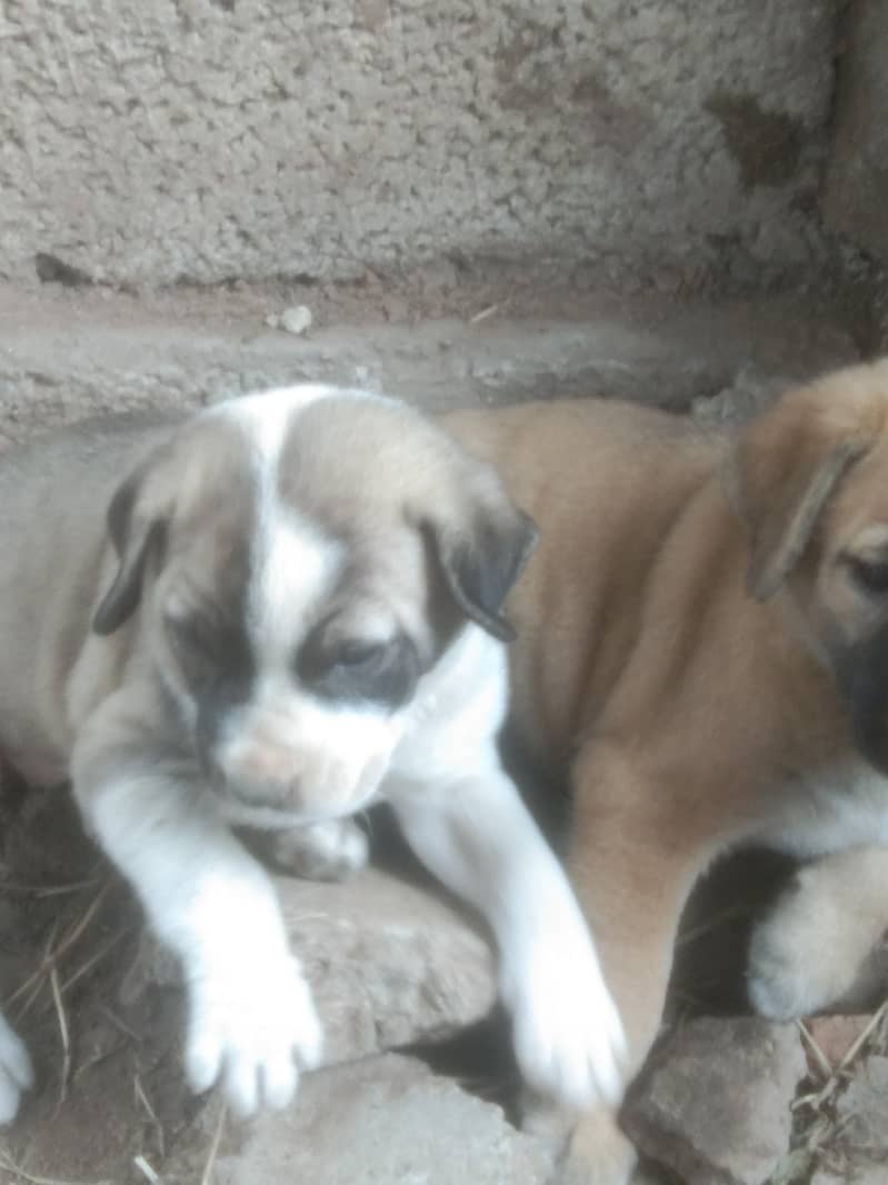 kuchi breed 2