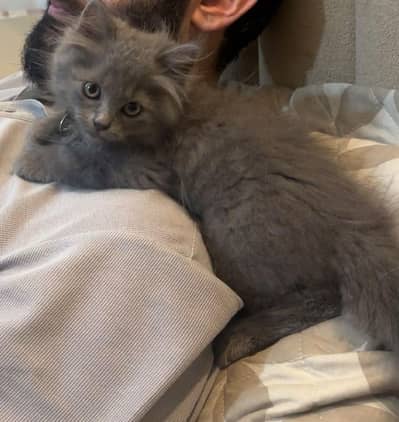 Healthy Persian Long Haired Kitten for Sale