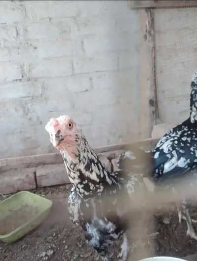 3 Aseel Cross Breed Murghiyan Sale Ke Liye – Anday Dene Wali