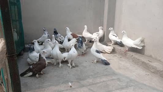 male female fanci and desi top qaulity