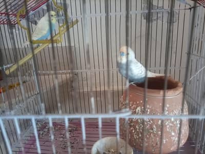 Pair of Australian Budgies